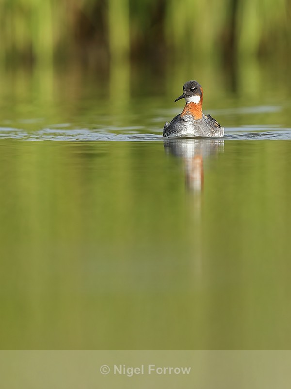 Red-necked Phalarope (female), Iceland - Red-necked Phalarope