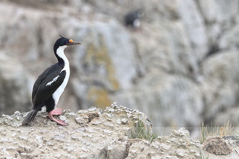 Imperial Shag on cliff ledge, Cape Bougainville, Falklands - Imperial Shag
