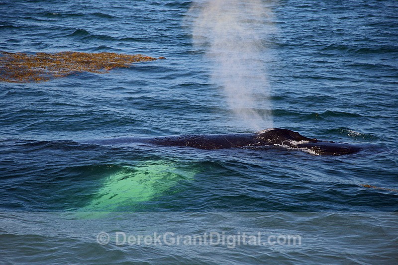 Humpback Whale Megaptera novaeangliae - Whales / Sea Mammals