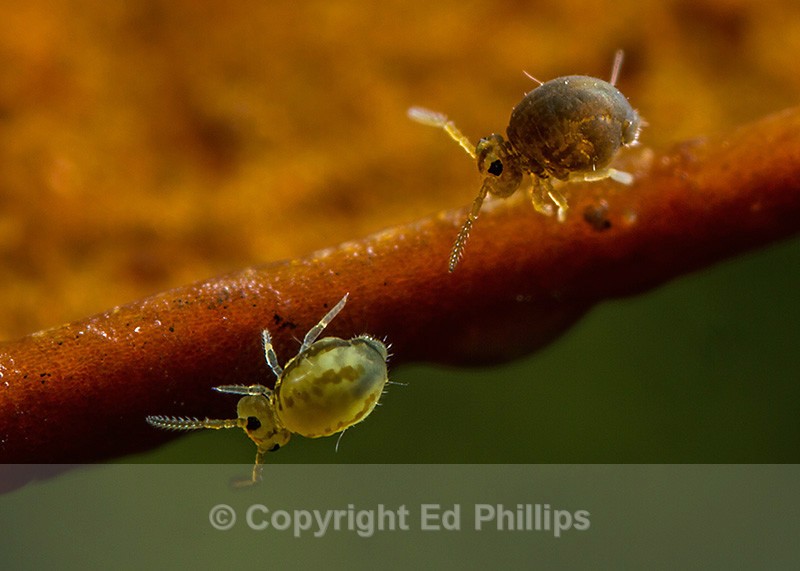 Sminthurinus elegans & S. igniceps - Sminthurinus elegans