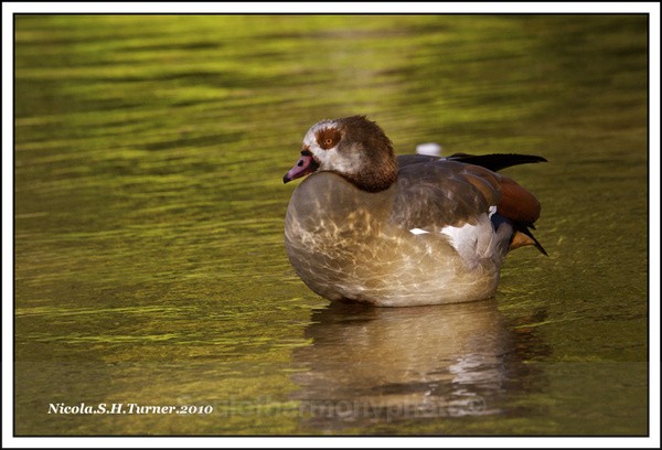 Egyptian Goose - Wildlife Wildlife