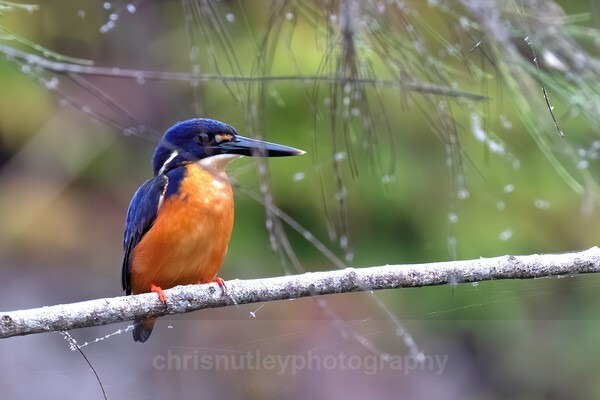  - Australian Birds