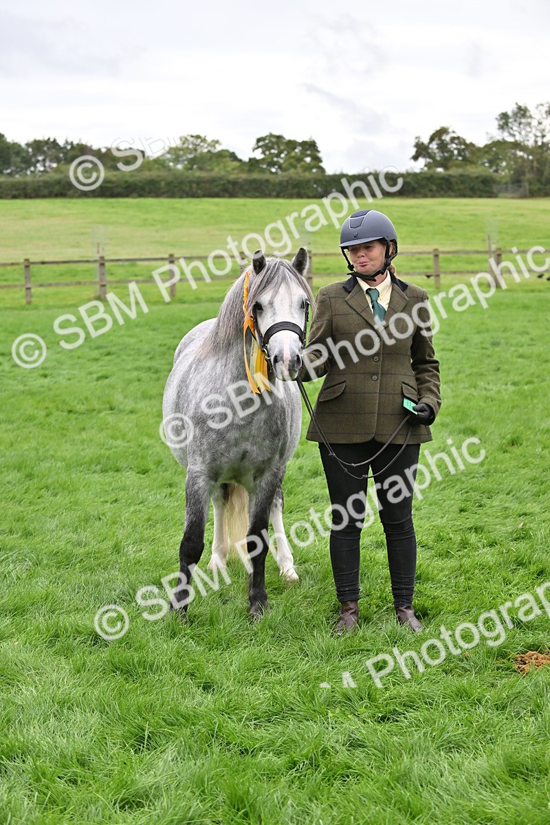 SBM_61054 - S48 - Mountain & Moorland In Hand Small Breeds