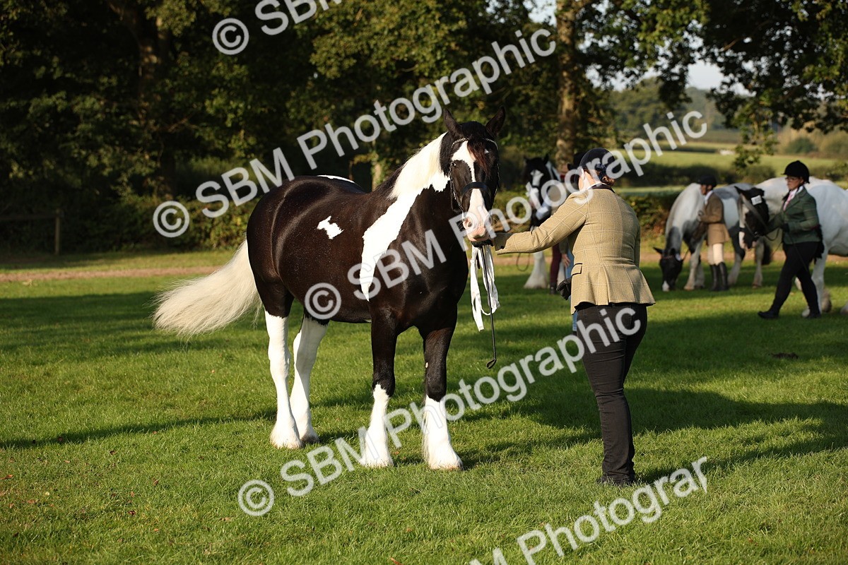 SBM_58719 - S51 - Piebald & Skewbald Horse In Hand
