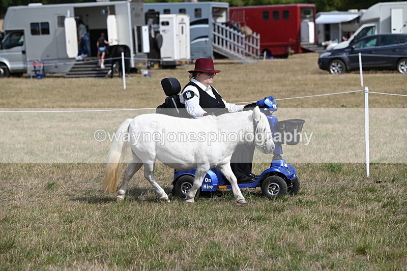 WJ6_6804 - Class 21 Shetland & Mini Horses