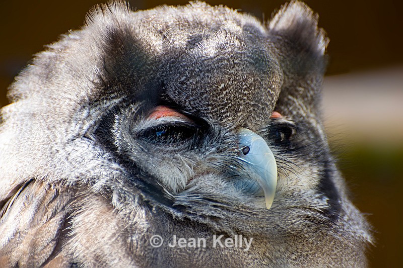 Milky Eagle Owl - DSC_5250 - Birds