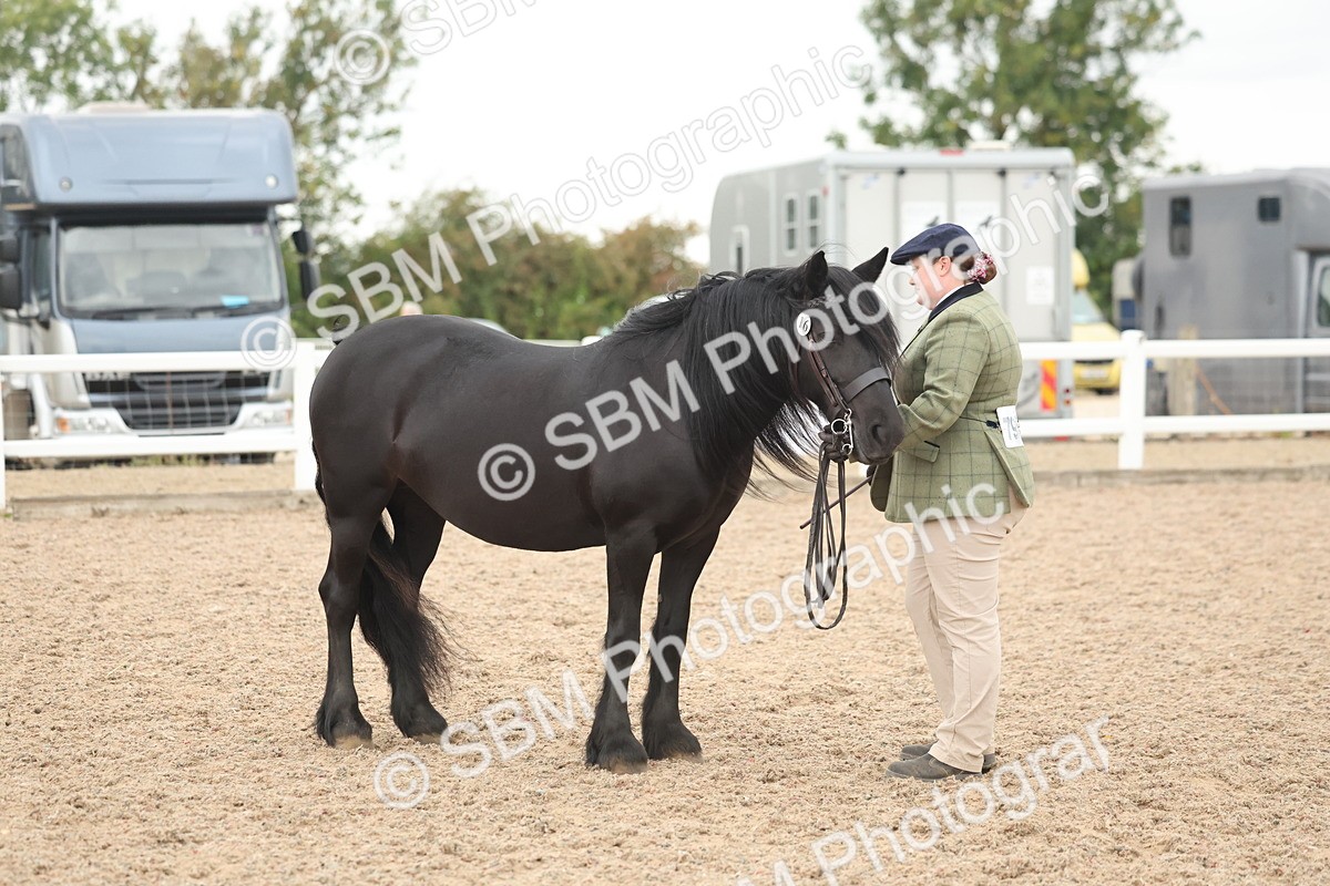 SBM_19411 - Class 317 - IH Pure Bred Horse-Pony