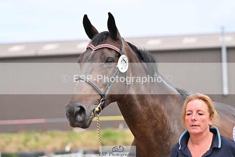 250716-153759-02066 - Trot Up 3.30 to 4.30