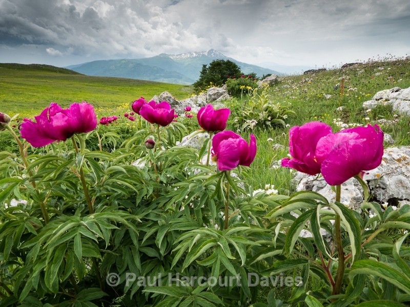 Peony  (Paeonia officinalis) - Flowers in the Landscape - 2