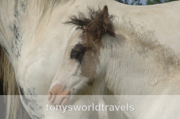 Young Cob Pony,  Ireland - IRISH FARM ANIMALS