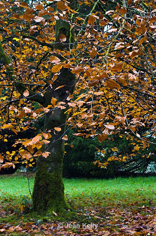 Tree - 2890 - Trees