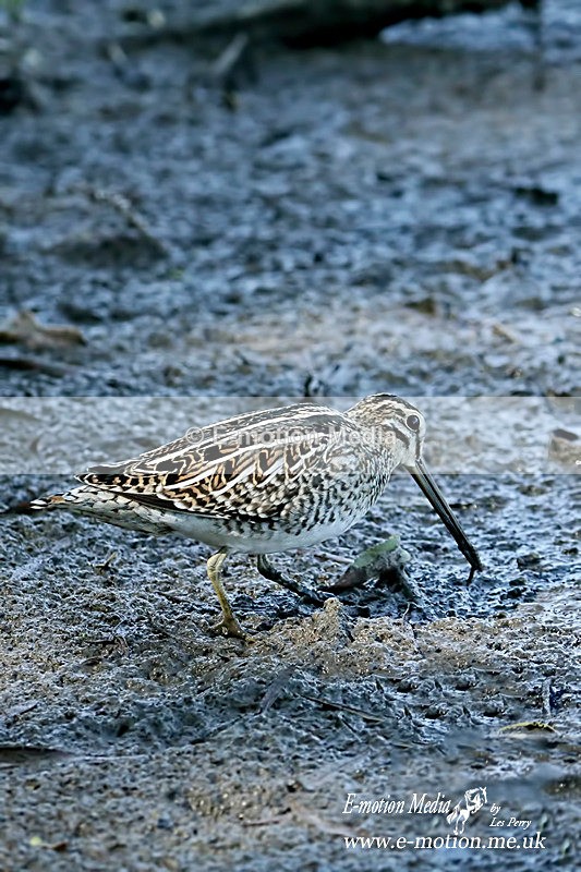 260816 3367ab - Nature