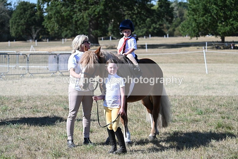 WJ7_1631 - Class 42 Most Handsome Gelding