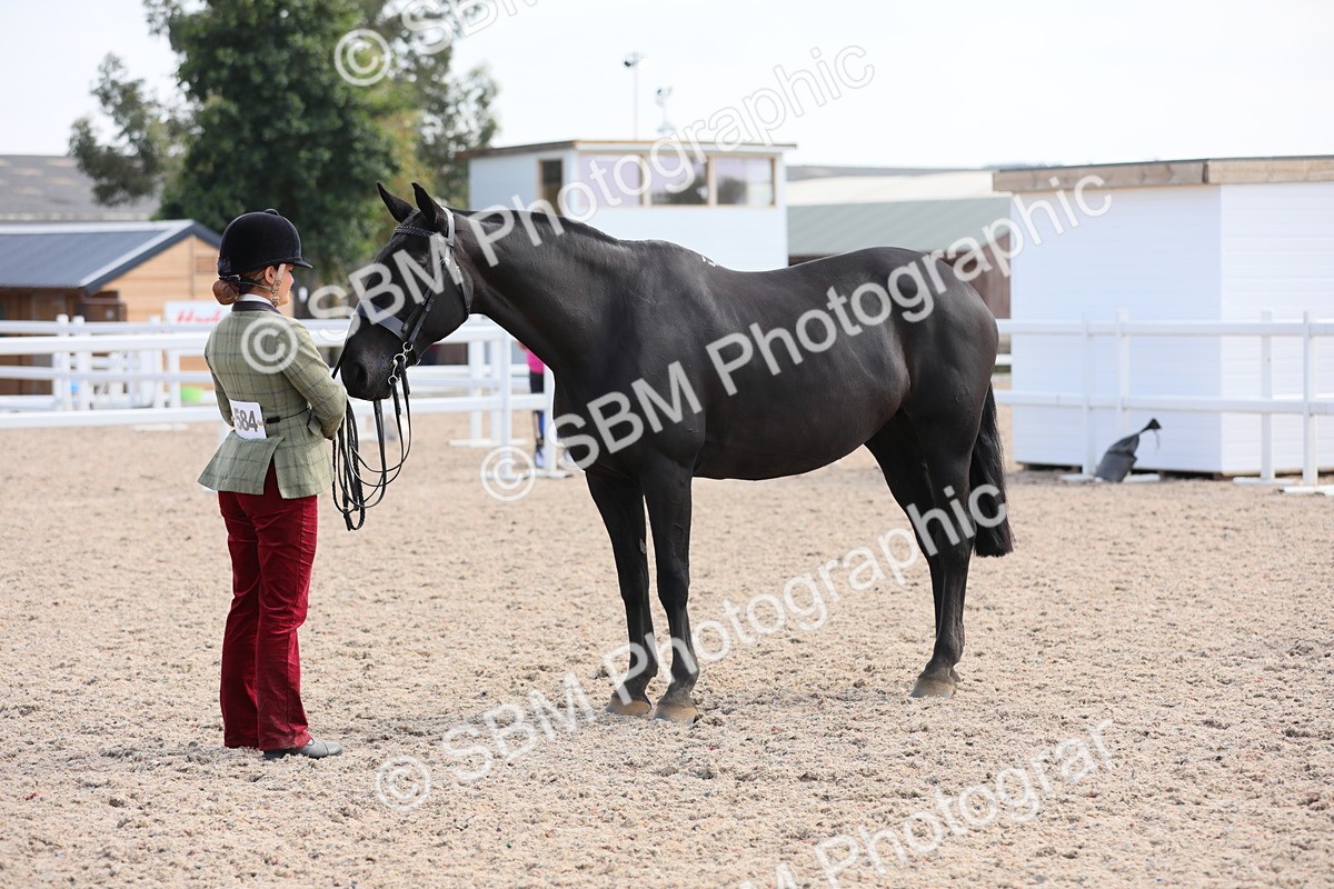 SBM_15817 - Class 312 IH Competition Horse/Pony