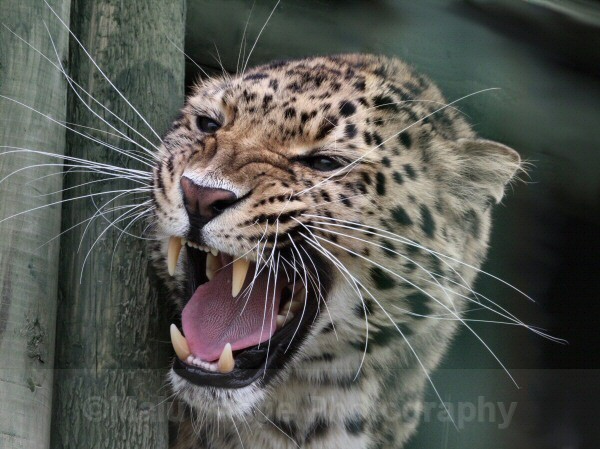 265 ARTEM - BIG CATS