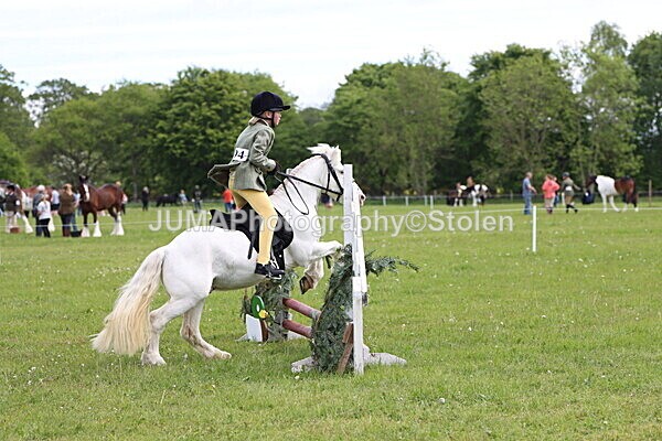 IMG_2547 - Working Hunter