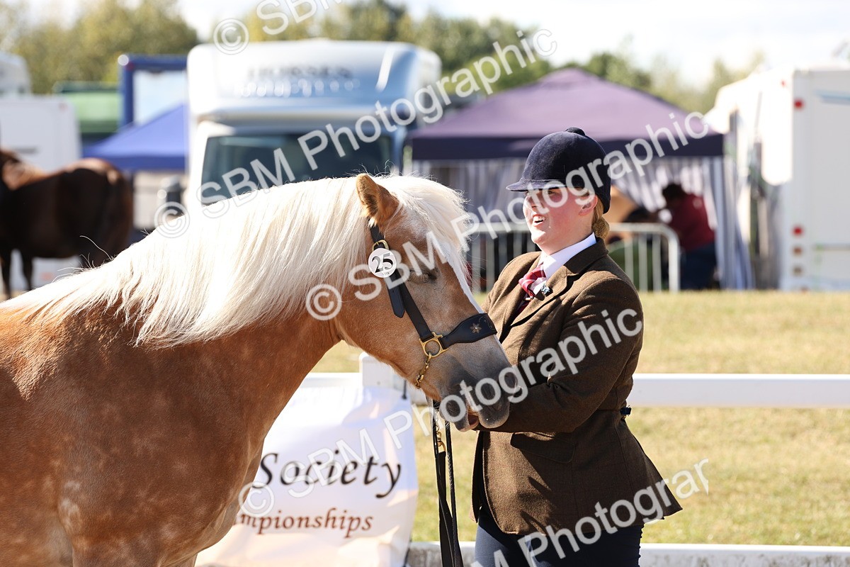 SBM_12960 - Class 206 - IH Non Show Type Pony