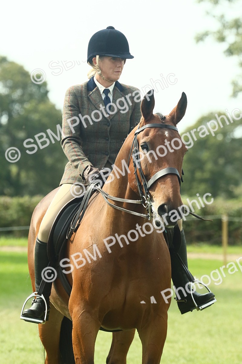 SBM_66719 - S34 - Rehabilitated Rescue Horse & Pony In Hand & Ridden