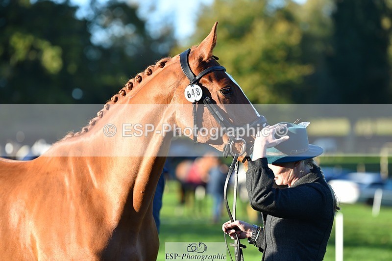 231022-085246-21420 - 648-FRIARSHILL.CHARLES-Caroline.Wilkinson-TrotUp+SJ