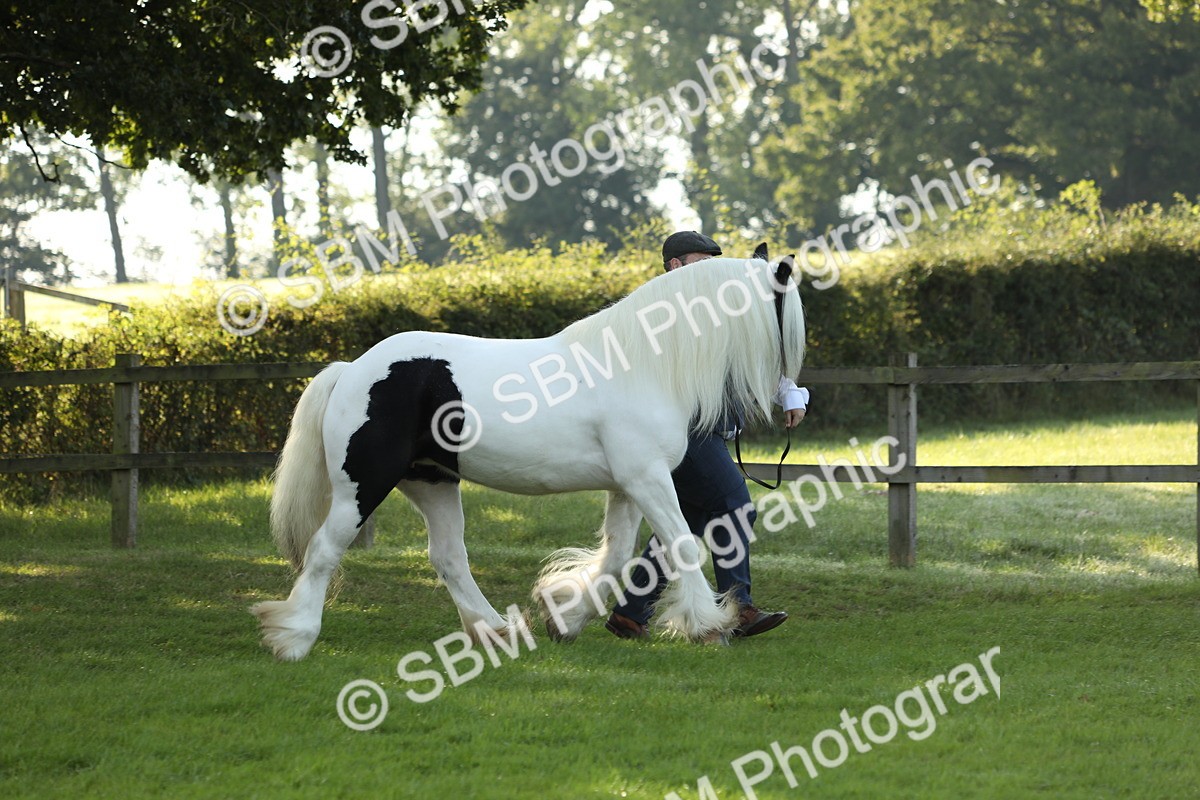 SBM_60880 - S43 - Coloured Pony In Hand