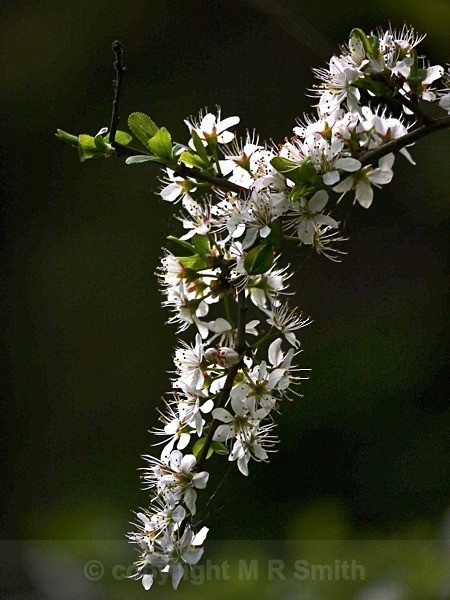 Thorny Blossom - MACRO & CLOSE UPS 2