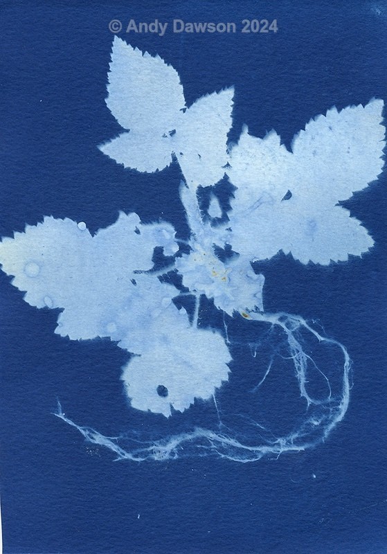 Baby Bramble - Cyanotype