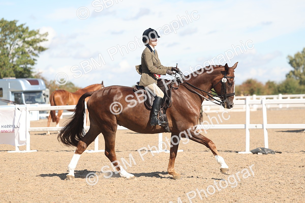 SBM_13141 - Class 305 - Ridden Foreign Breed Pure Bred