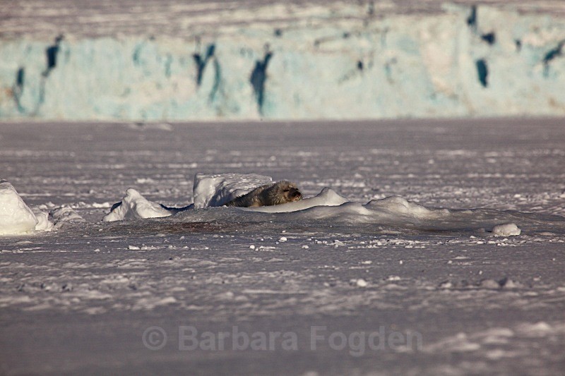 4 days old 0818 - First 6 weeks of a seal pup's life