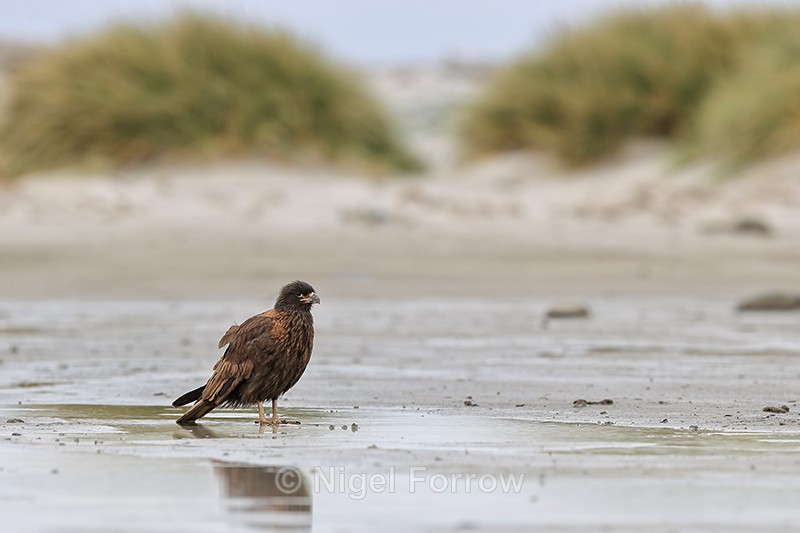 Striated Caracara, Sea Lion Island, Falklands - Striated Caracara