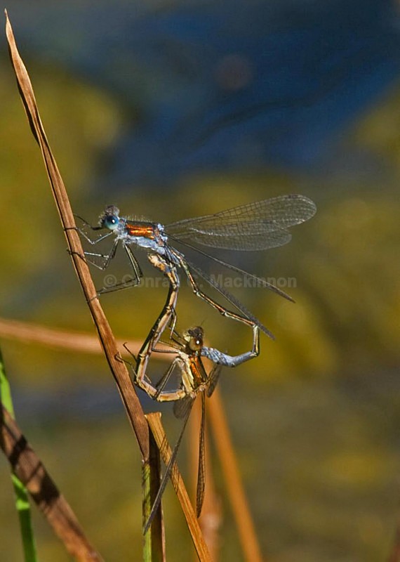 Lestes sponsa mating - Dragons