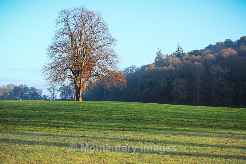 stand proud - Meadows to Mountains gallery