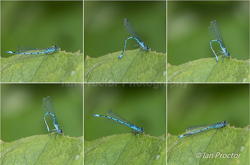 Morning Exercises! - Common Blue Damselfly - Nature