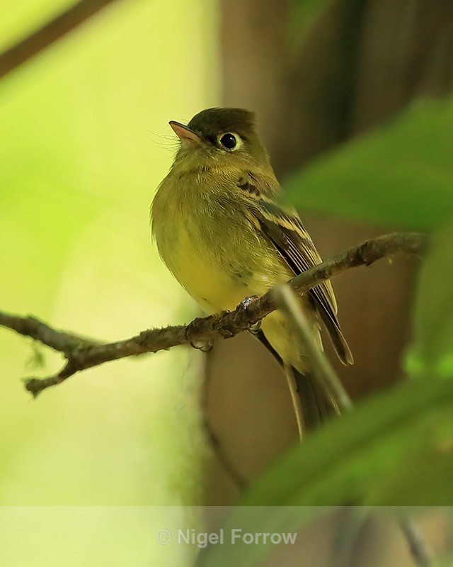 Yellowish Flycatcher perched, Costa Rica - Yellowish Flycatcher