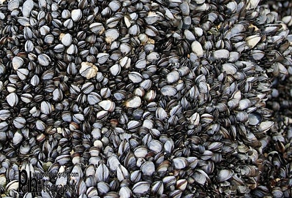 Mussels Alive alive-O IMG_3594 - Coastal