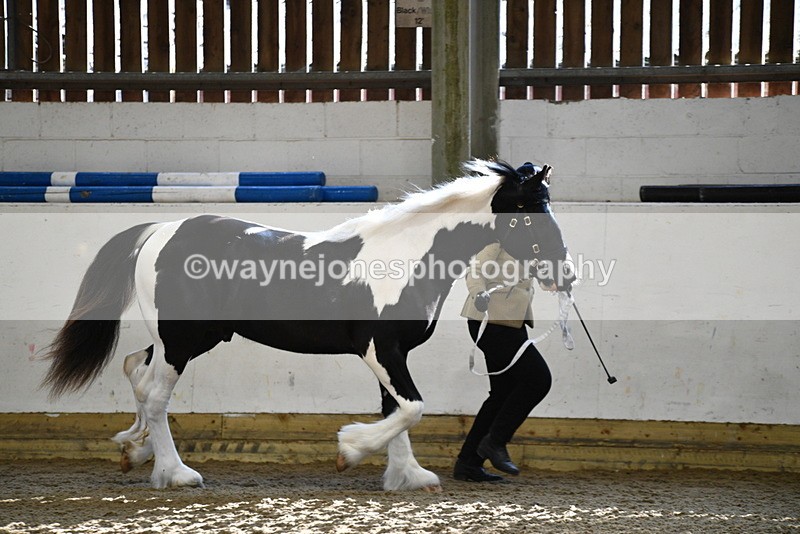 WJ5_3429 - Class 1 Youngstock