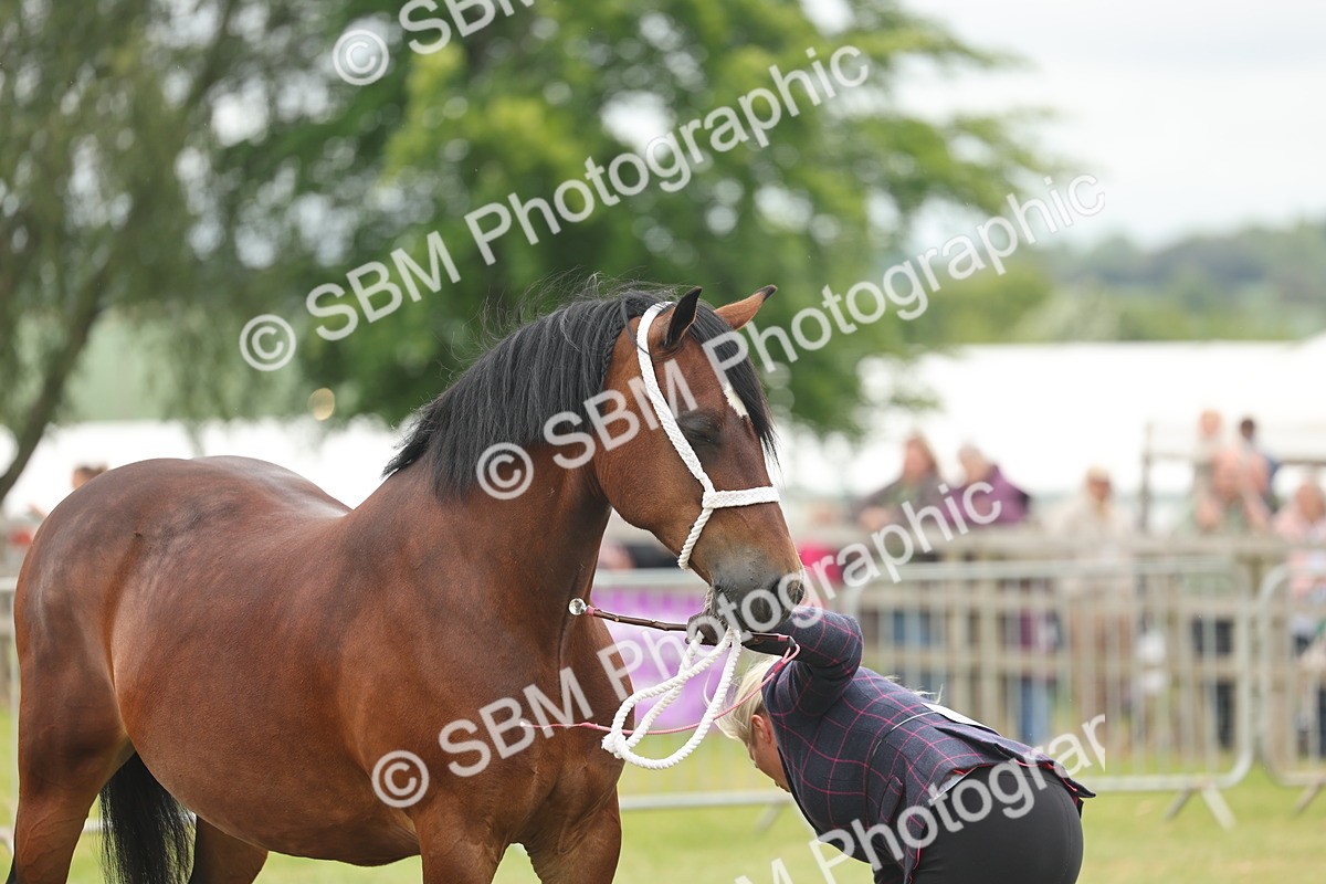 SBM_04928 - Class 50-57 - M&M Welsh Pony In Hand