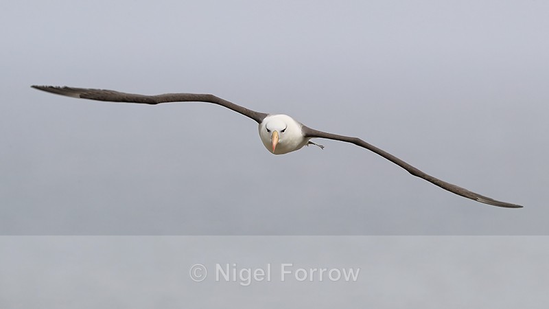 Flying Black-browed Albatross front view, West Point Island, Falklands - Black-browed Albatross