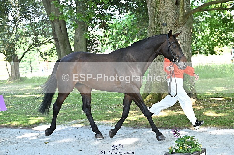 250521A-153519-00614 - B-319-Ali.Wilkes-JAZZ.ROOS