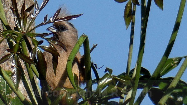 Speckled Mousebird - SA - BIRDS & INSECTS