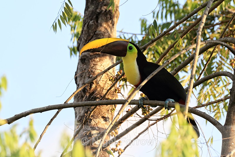 Yellow-throated Toucan, Costa Rica - Yellow-throated Toucan