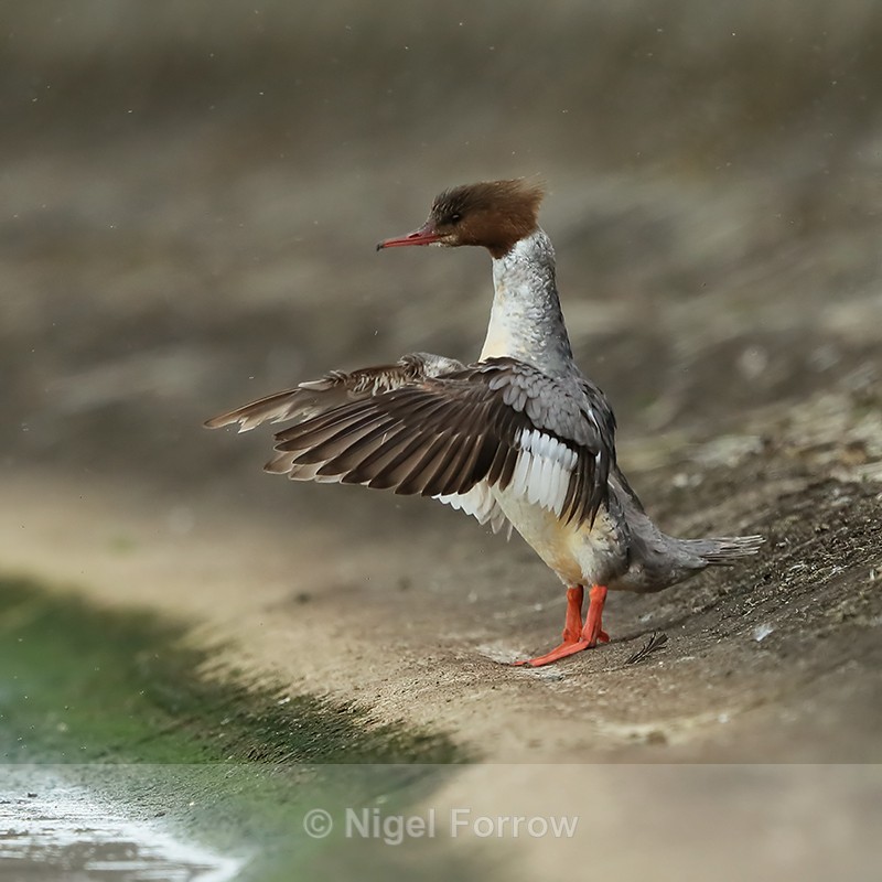 Goosander flapping wings, Farmoor 2 - Goosander