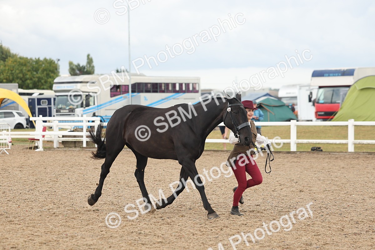 SBM_07877 - Class 28 - IH Veteran Horse
