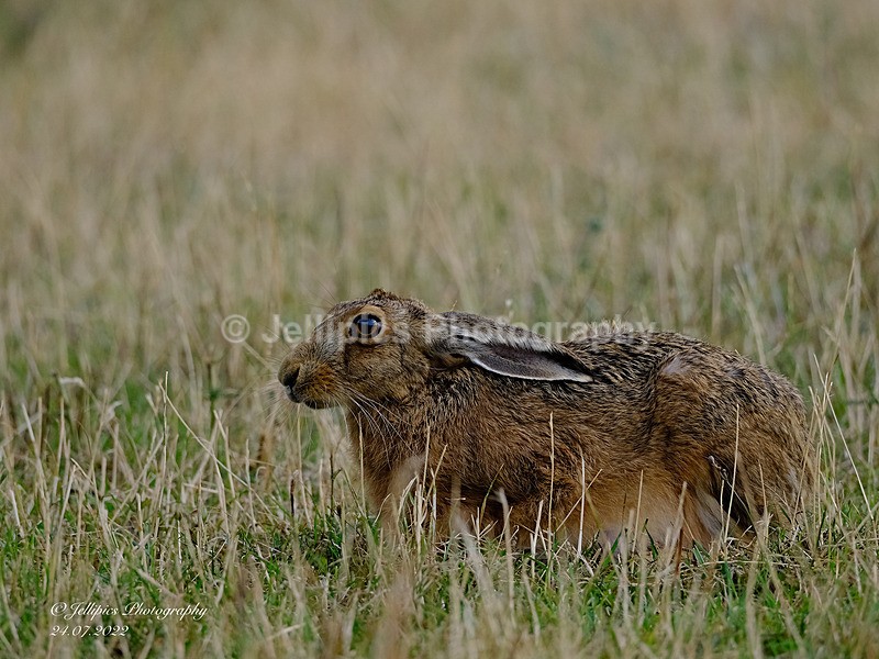  - Wildlife and Nature