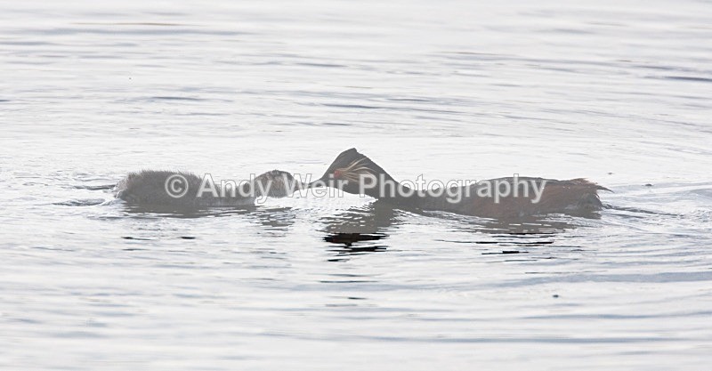 20080604-0048 - Black-necked Grebe