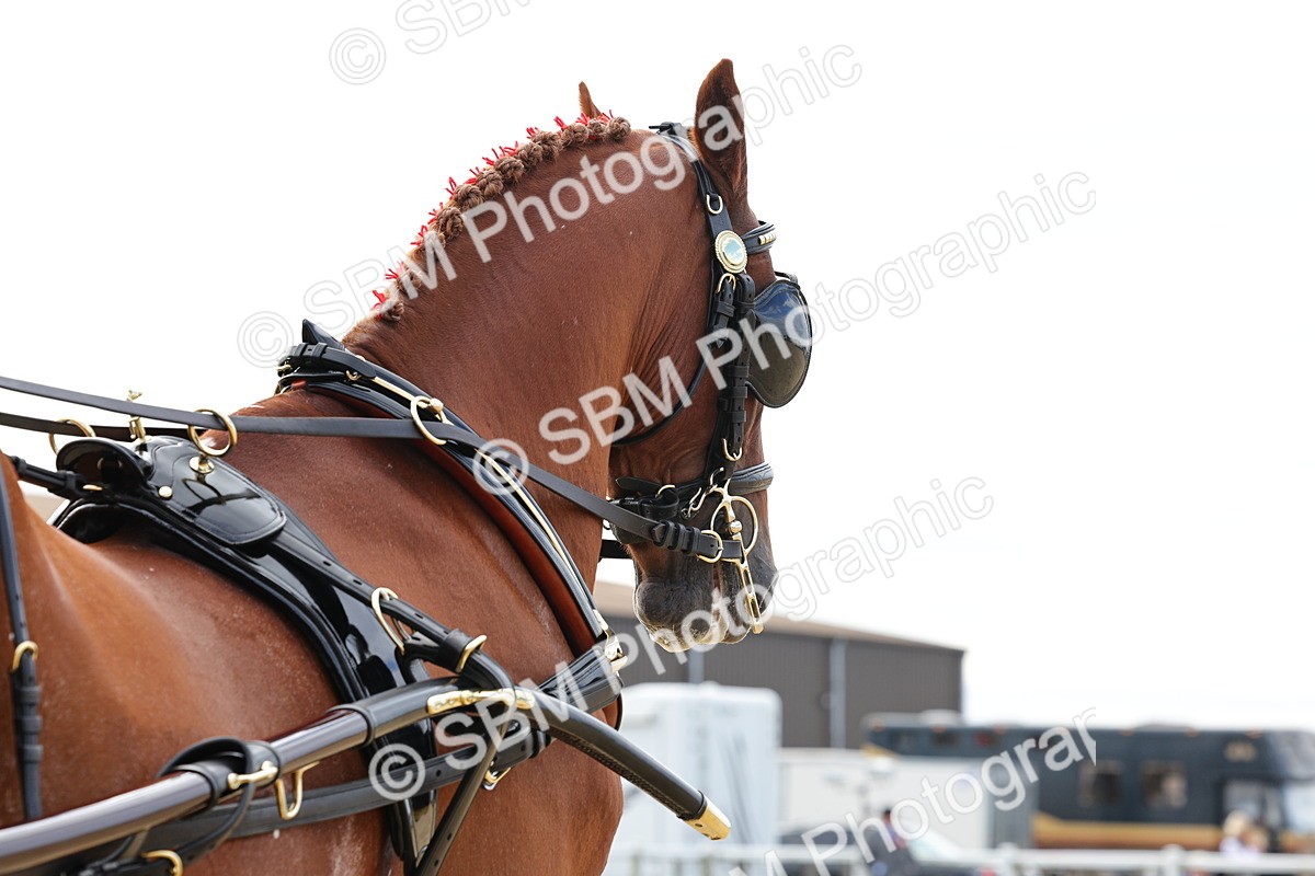 SBM_000470 - Class 4 - Junior Whip