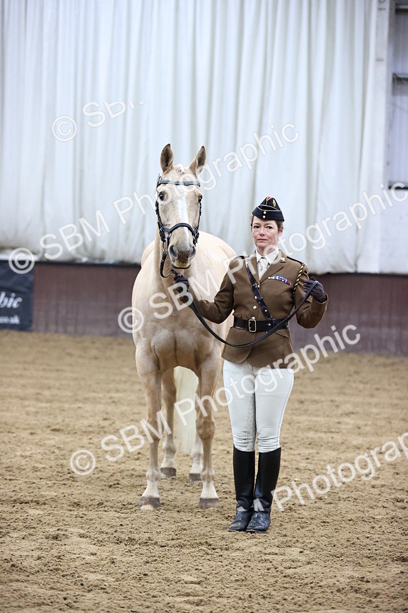 SBM_5191 - Class 39 - In Hand Gelding