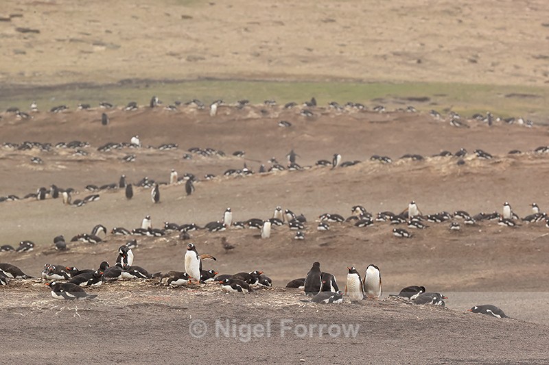 Gentoo Penguin colonies, The Neck, Saunders Island, Falklands - Gentoo Penguin
