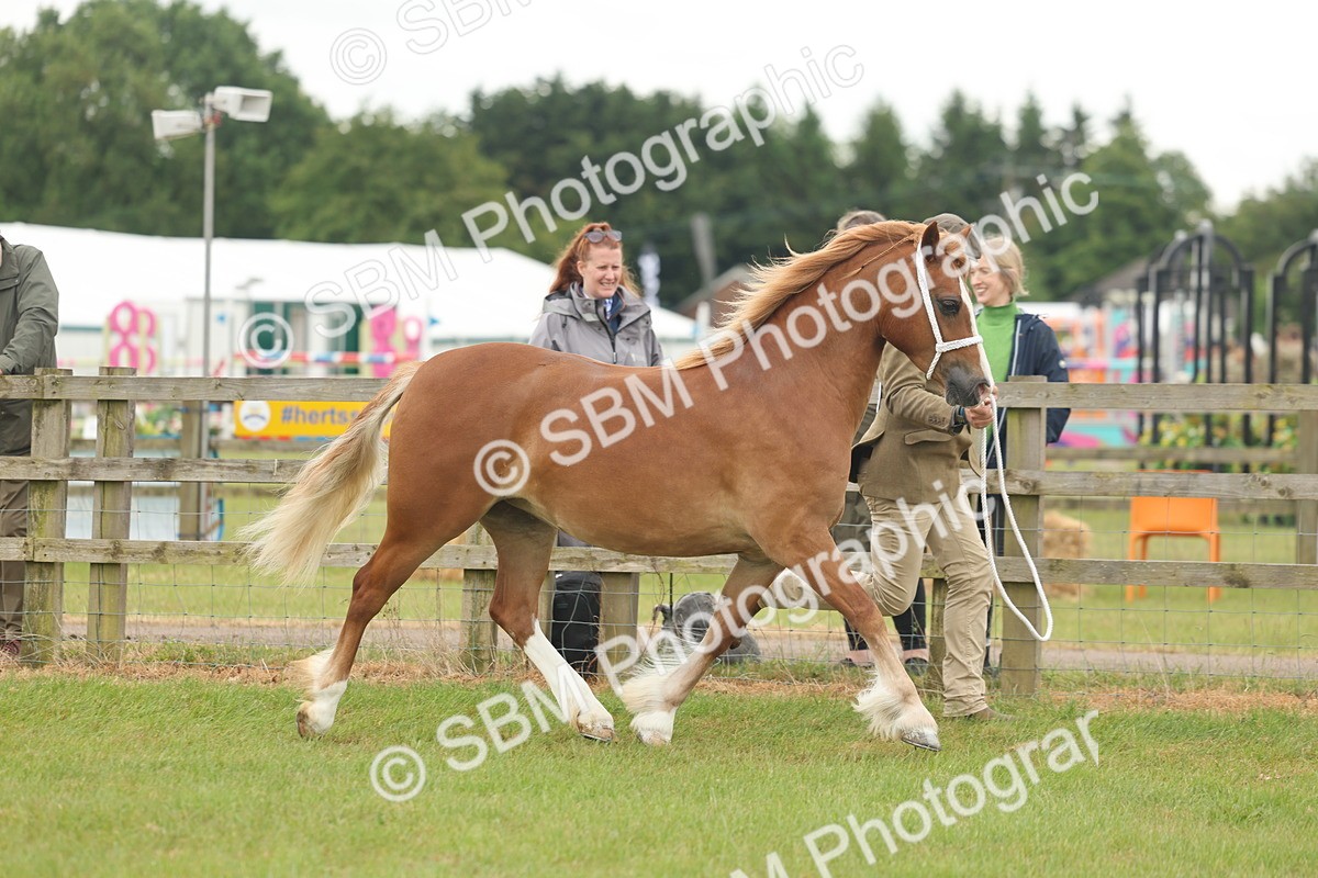 SBM_02332 - Class 50-57 - M&M Welsh Pony In Hand
