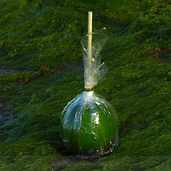  - STILL LIFE IN LANDSCAPE