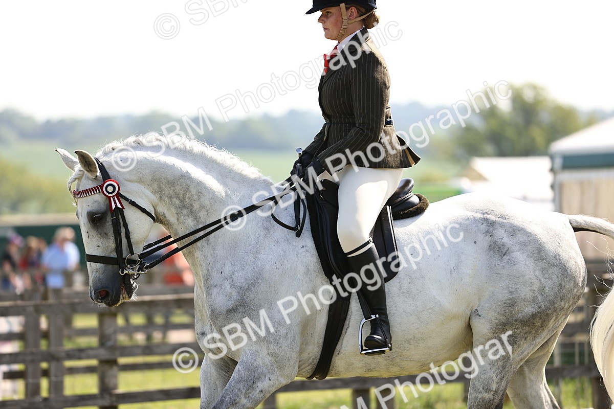SBM_12908 - Class 75-76 LIHS BSHA Rising Star Hack Riding Horse